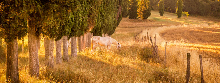 Wild horse amongst cypress trees